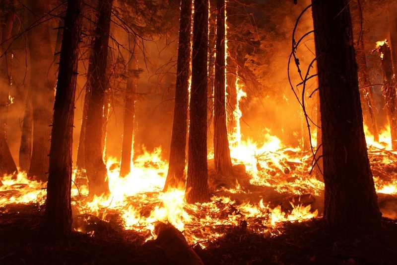 hutan terbakar