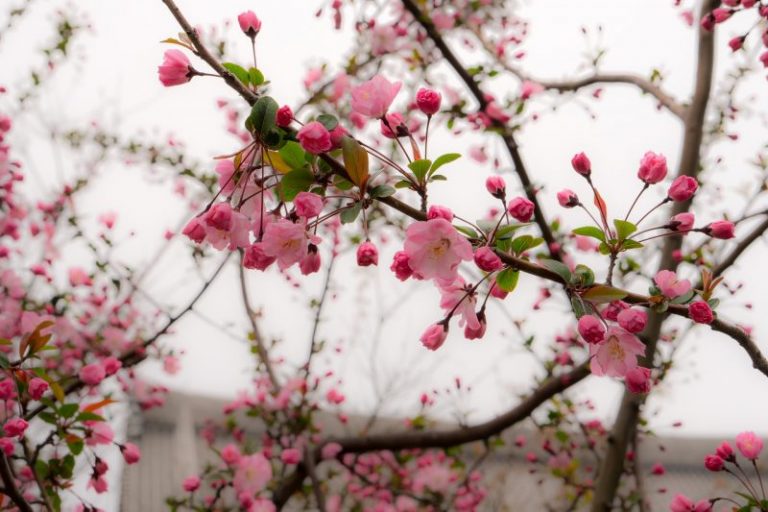 cara menanam bunga sakura